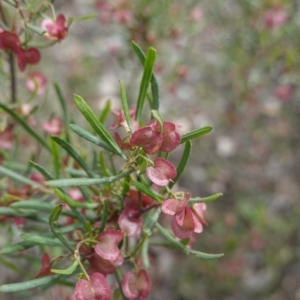 Dodonaea viscosa subsp. angustissima at Red Hill, ACT - 16 Dec 2018