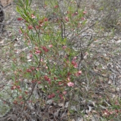 Dodonaea viscosa subsp. angustissima at Red Hill, ACT - 16 Dec 2018 03:15 PM