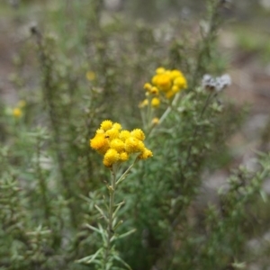 Chrysocephalum semipapposum at Red Hill, ACT - 16 Dec 2018 03:10 PM