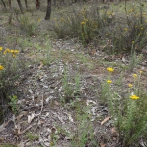 Chrysocephalum semipapposum at Red Hill, ACT - 16 Dec 2018 03:10 PM