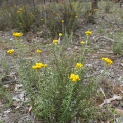 Chrysocephalum semipapposum at Red Hill, ACT - 16 Dec 2018 03:10 PM