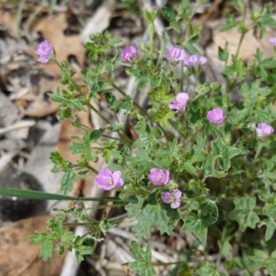 Geranium sp. (Geranium) at Hughes, ACT - 16 Dec 2018 by JackyF