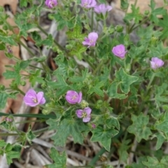 Geranium sp. at Hughes, ACT - 16 Dec 2018 03:46 PM