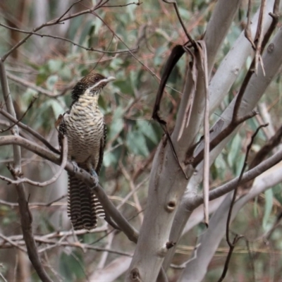 Eudynamys orientalis (Pacific Koel) at Greenway, ACT - 15 Dec 2018 by YellowButton