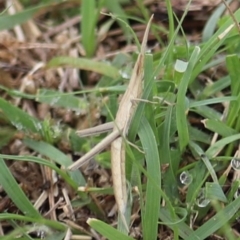 Acrida conica (Giant green slantface) at Bullen Range - 15 Dec 2018 by YellowButton