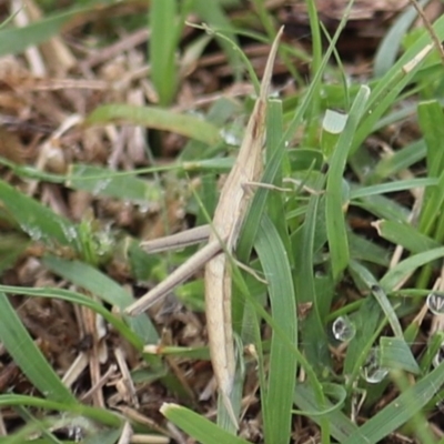 Acrida conica (Giant green slantface) at Greenway, ACT - 15 Dec 2018 by YellowButton