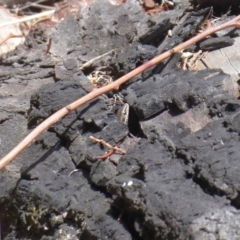 Morethia boulengeri (Boulenger's Skink) at Red Hill, ACT - 16 Dec 2018 by Christine