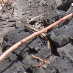 Morethia boulengeri at Red Hill, ACT - 16 Dec 2018