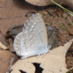 Zizina otis (Common Grass-Blue) at QPRC LGA - 16 Dec 2018 by Christine