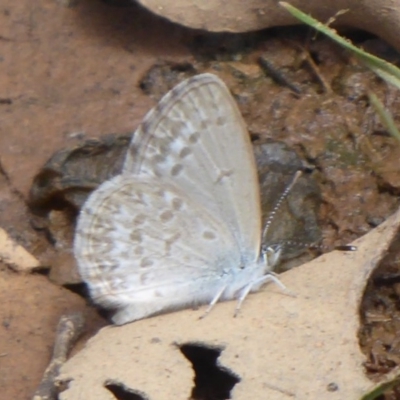 Zizina otis (Common Grass-Blue) at QPRC LGA - 16 Dec 2018 by Christine