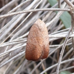 Tortricopsis semijunctella (A Concealer moth (Wingia group)) at Bungendore, NSW - 16 Dec 2018 by Christine