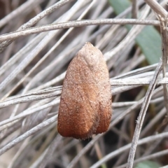 Tortricopsis semijunctella (A concealer moth) at Bungendore, NSW - 16 Dec 2018 by Christine