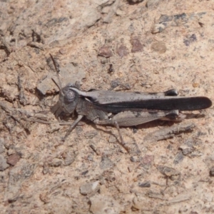 Cryptobothrus chrysophorus at Bungendore, NSW - 16 Dec 2018 11:08 AM