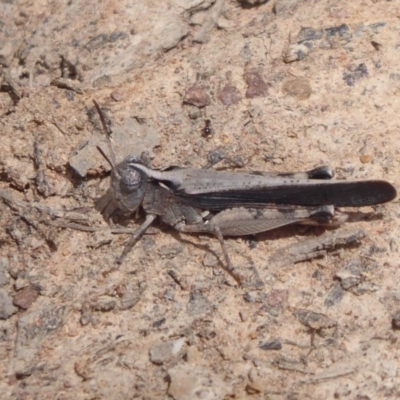 Cryptobothrus chrysophorus (Golden Bandwing) at QPRC LGA - 16 Dec 2018 by Christine