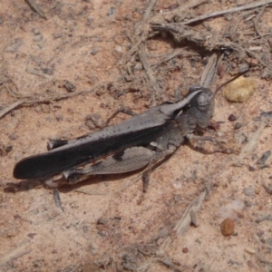 Cryptobothrus chrysophorus at Bungendore, NSW - 16 Dec 2018 11:08 AM