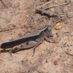 Cryptobothrus chrysophorus at Bungendore, NSW - 16 Dec 2018