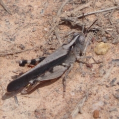 Cryptobothrus chrysophorus at Bungendore, NSW - 16 Dec 2018