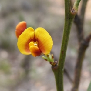 Daviesia mimosoides subsp. mimosoides at Bungendore, NSW - 16 Dec 2018 10:54 AM