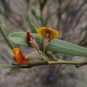 Daviesia mimosoides subsp. mimosoides at Bungendore, NSW - 16 Dec 2018 10:54 AM