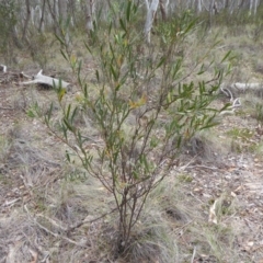 Daviesia mimosoides subsp. mimosoides at Bungendore, NSW - 16 Dec 2018