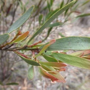 Daviesia mimosoides subsp. mimosoides at Bungendore, NSW - 16 Dec 2018 10:54 AM