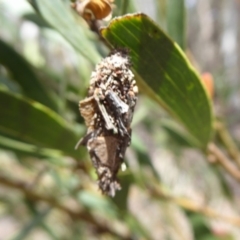 Psychidae (family) IMMATURE at Bungendore, NSW - 16 Dec 2018