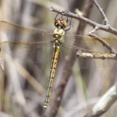 Hemicordulia tau (Tau Emerald) at Bungendore, NSW - 16 Dec 2018 by Christine