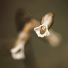 Gastrodia sp. (Potato Orchid) at Paddys River, ACT - 16 Dec 2018 by GlenRyan