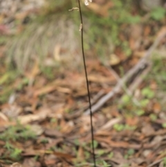 Gastrodia sp. at Paddys River, ACT - suppressed