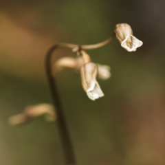 Gastrodia sp. at Paddys River, ACT - suppressed