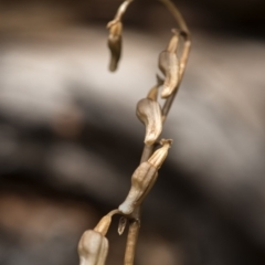 Gastrodia sp. at Paddys River, ACT - suppressed