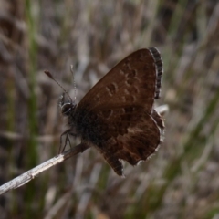 Neolucia agricola (Fringed Heath-blue) at QPRC LGA - 15 Dec 2018 by Christine