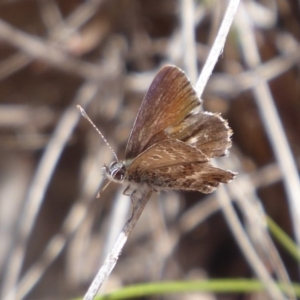 Neolucia agricola at Bungendore, NSW - 16 Dec 2018