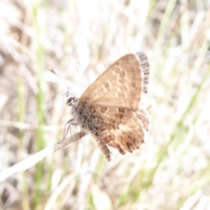 Neolucia agricola at Bungendore, NSW - 16 Dec 2018 10:42 AM