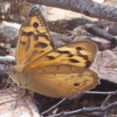 Heteronympha merope (Common Brown Butterfly) at QPRC LGA - 15 Dec 2018 by Christine