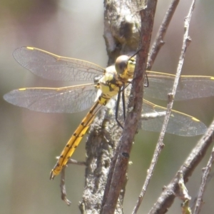 Hemicordulia tau at Bungendore, NSW - 16 Dec 2018 10:24 AM