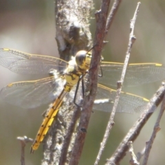 Hemicordulia tau at Bungendore, NSW - 16 Dec 2018