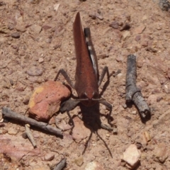 Goniaea opomaloides (Mimetic Gumleaf Grasshopper) at QPRC LGA - 15 Dec 2018 by Christine