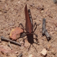 Goniaea opomaloides (Mimetic Gumleaf Grasshopper) at Bungendore, NSW - 15 Dec 2018 by Christine