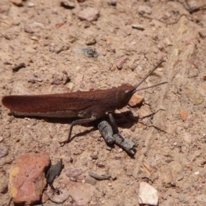 Goniaea opomaloides at Bungendore, NSW - 16 Dec 2018