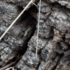 Papyrius nitidus at Hughes, ACT - suppressed