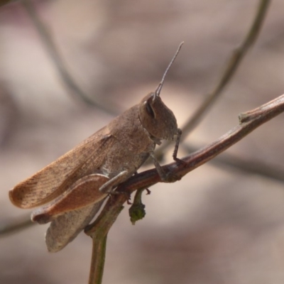 Goniaea opomaloides (Mimetic Gumleaf Grasshopper) at Bungendore, NSW - 16 Dec 2018 by Christine