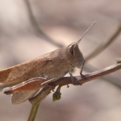 Goniaea opomaloides at Bungendore, NSW - 16 Dec 2018 10:06 AM