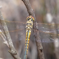 Hemicordulia tau (Tau Emerald) at Bungendore, NSW - 15 Dec 2018 by Christine