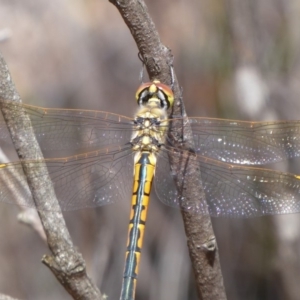 Hemicordulia tau at Bungendore, NSW - 16 Dec 2018