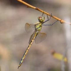 Hemicordulia tau at Bungendore, NSW - 16 Dec 2018