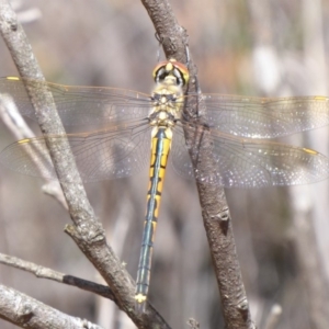 Hemicordulia tau at Bungendore, NSW - 16 Dec 2018