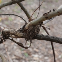 Papyrius nitidus (Shining Coconut Ant) at Federal Golf Course - 16 Dec 2018 by JackyF