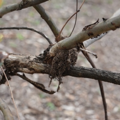 Papyrius nitidus (Shining Coconut Ant) at Federal Golf Course - 16 Dec 2018 by JackyF