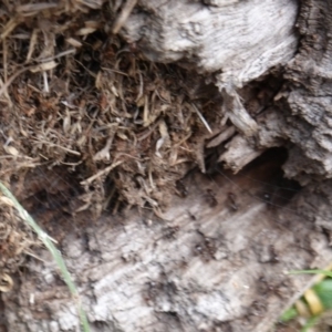 Papyrius nitidus at Hughes, ACT - 16 Dec 2018